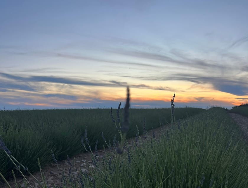 A Provençal Picnic at Sunset in the Lavender Fields - Experience the Enchantment of Lavender Fields