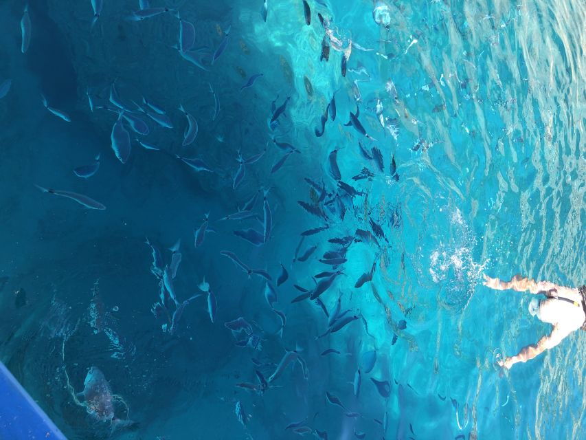 Can Picafort: Dolphin Watching Boat Tour With Swimming - Dolphin Watching Boat Tour From Can Picafort