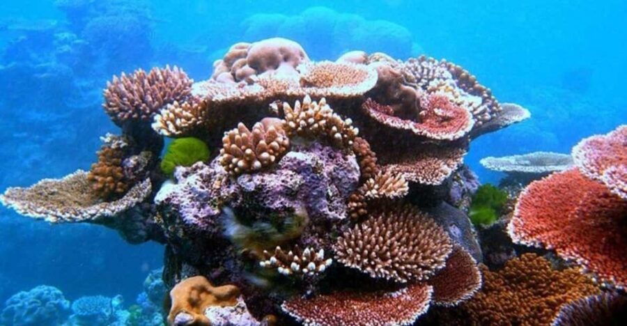 Da Nang/Hoi An:Explore Cham Island and Snorkeling Tour 1 Day - Tour Overview