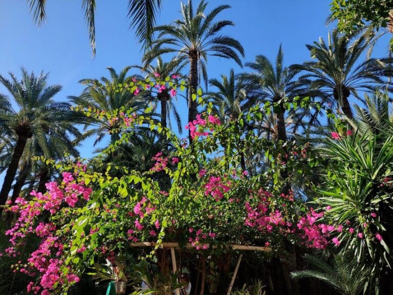 Elche: Walking Tour Through the Historic Center and Botanical Garden Huerto De Cura
