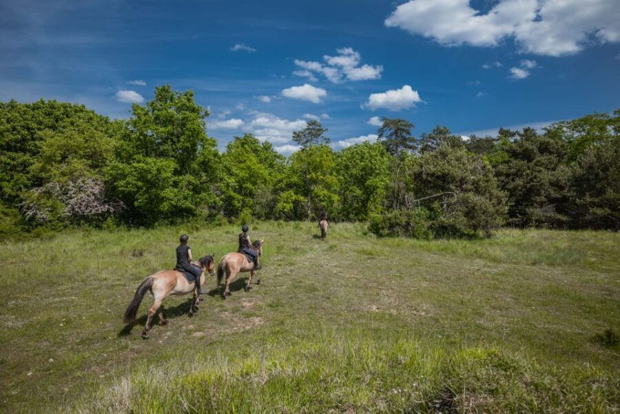 Fontainebleau: Horse-riding, Gastronomy & Château - Experience the Royalty of Fontainebleau