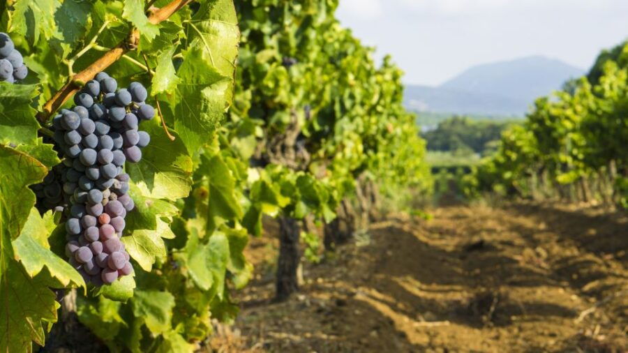 From Aix-en-Provence: Half-Day Wine Tour - Overview of the Wine Tour