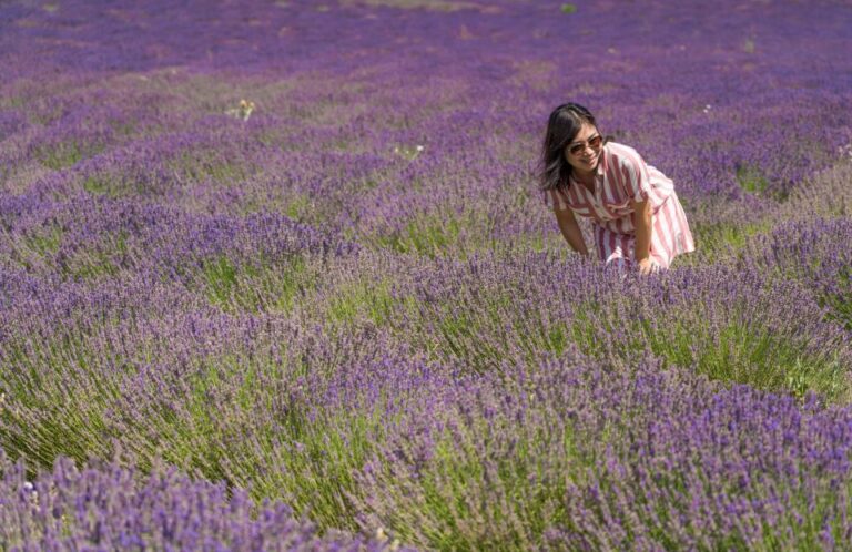 From Aix-en-Provence: Lavender Half Day Tour