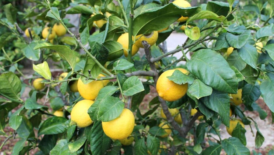 From Alicante: Tour to the National Botanical Garden - Tour Overview and Details