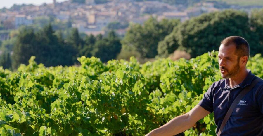 From Avignon: Châteauneuf Du Pape Half-Day Wine Tour - Overview of the Wine Tour