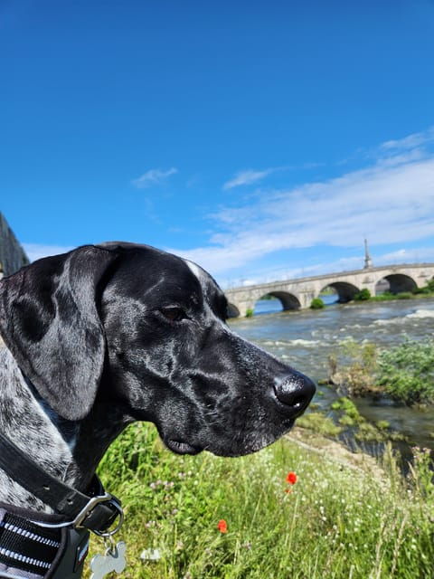 From Blois: Cycling With Canine Companions - Overview of the Cycling Tour