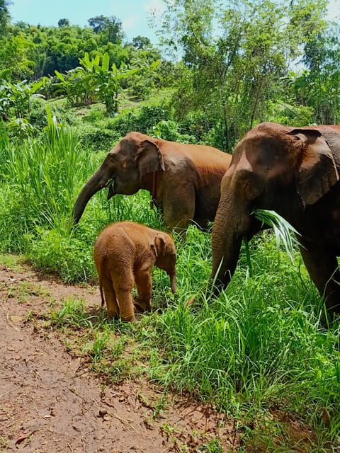 From Chiang Mai: Chiang Mai Elephant Care Morning Program - Program Overview