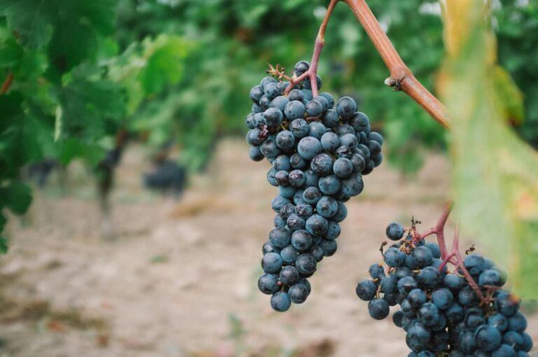 From Dijon: Burgundy Villages and Wine Tasting Tour