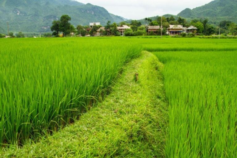 From Hanoi: Full-Day Mai Chau Group or Private Tour