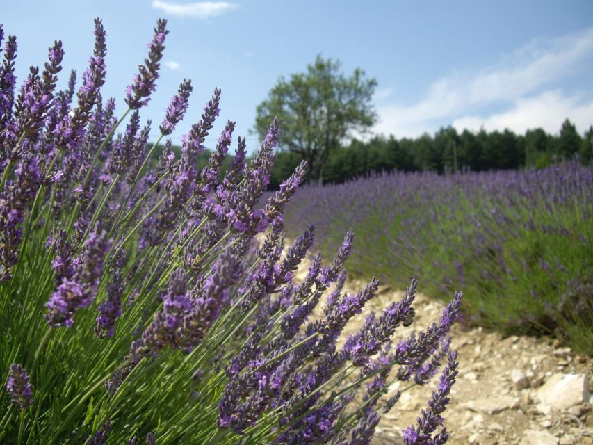 From Marseille Cruise Port : Valensole Lavender - Overview of the Valensole Lavender Tour