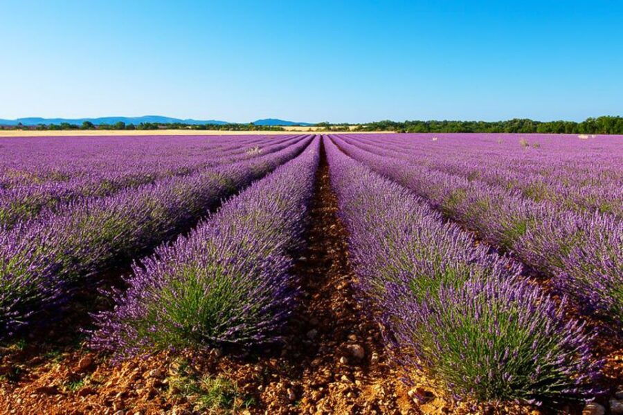 From Marseille: Valensole Lavender Full-Day Tour - Tour Overview and Pricing