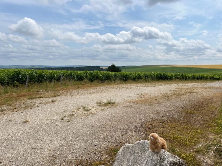 From Paris: Burgundy Chablis Wine & Cheese Tasting Day Trip