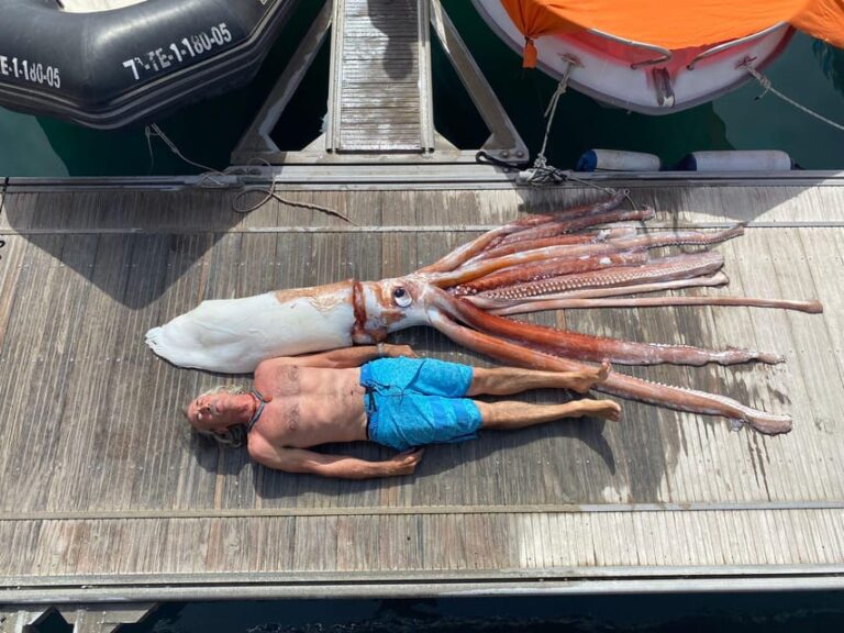 From Playa San Juan: Whale Watching, Gigantes, and Masca Bay
