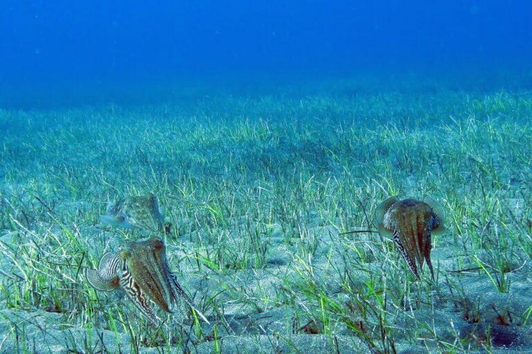 Gran Canaria:Live an Adventure and Learn to Dive With Expert