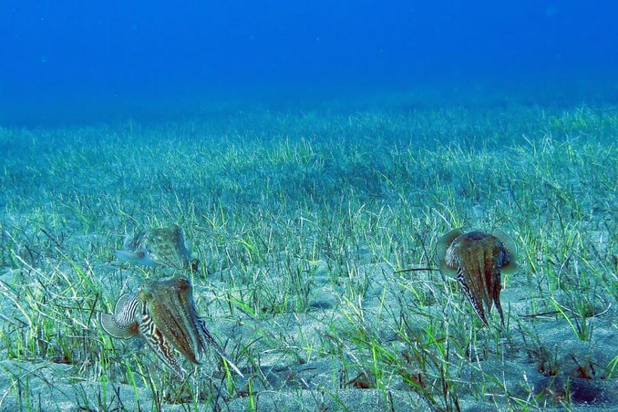 Gran Canaria:Live an Adventure and Learn to Dive With Expert - Overview of the Scuba Diving Adventure