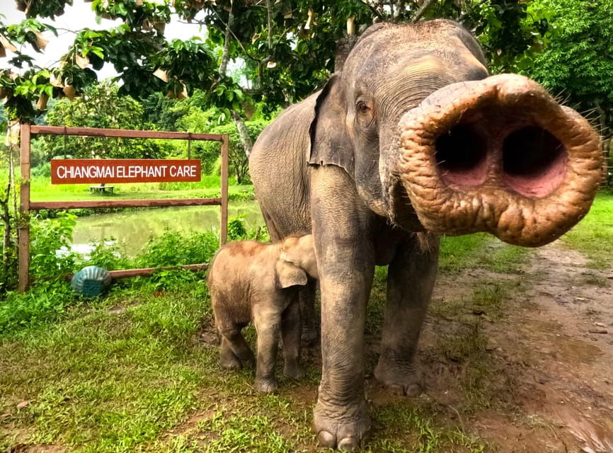 Half-Day With CHIANGMAI ELEPHANT CARE Program (12pm-6pm.) - Overview of the Elephant Care Program