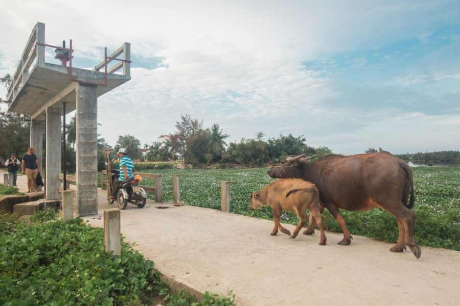 Hoi An: Half-day Biking Through Hoi An’s Culinary Delights - Overview of the Hoi An Biking Tour