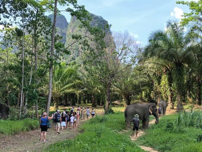 Khao Sok: Ethical Elephant Experience & Nature Walk