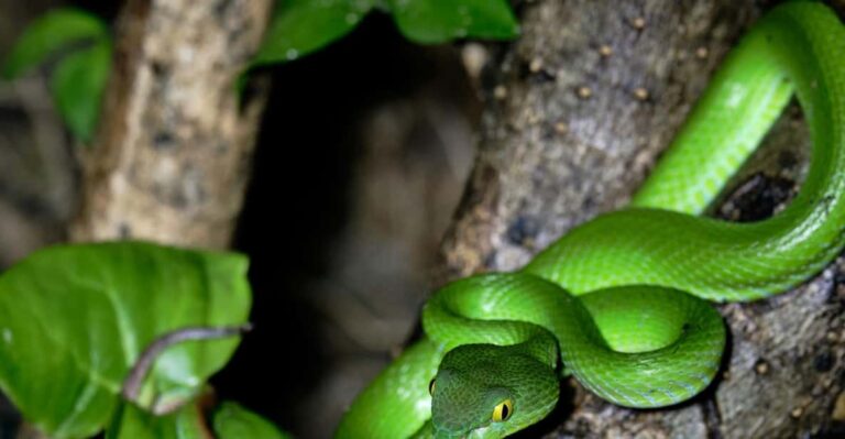 Khao Sok: Private Night Safari Adventure W/ Hotel Transfer