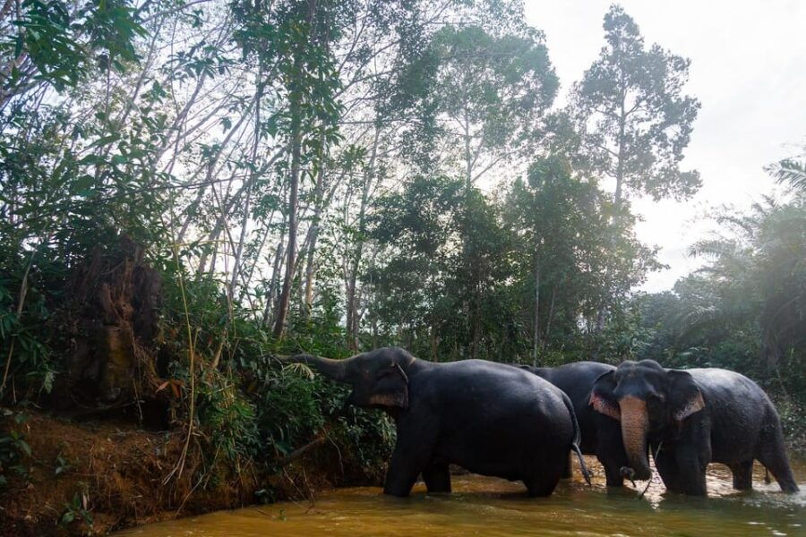 Khaolak: Elephant Sanctuary Guided Tour With Hotel Transfers - Tour Overview