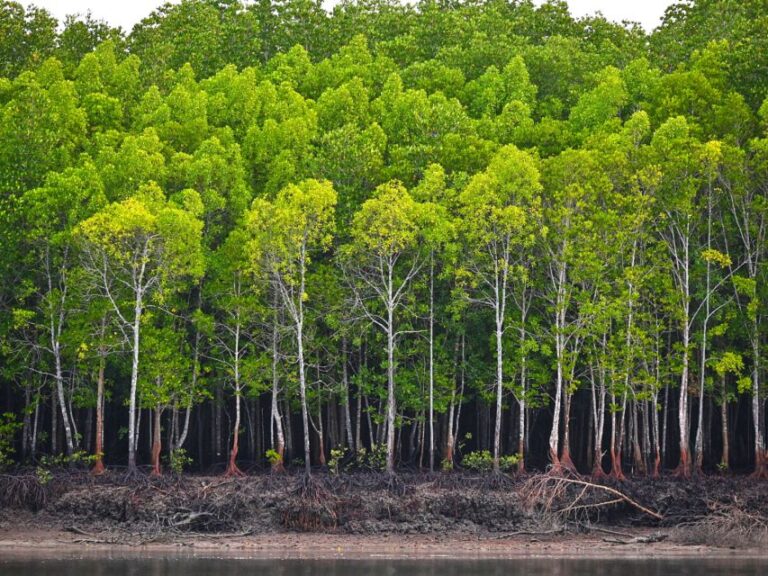 Ko Lanta: Half-Day Mangrove Boat Trip With Local Guide