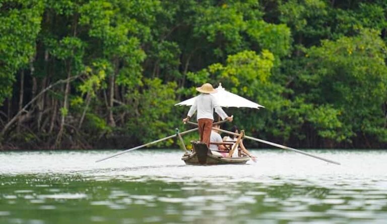 Koh Chang: Mangrove Forest Gondola Tour