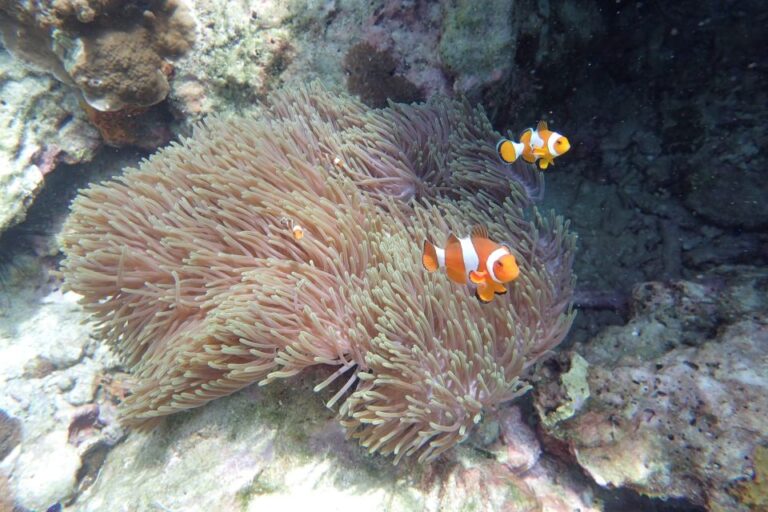 Koh Lanta: Adventure Sea Tour to Koh Rok and Koh Haa