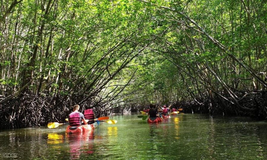 Koh Lanta: Amazon Mangrove Kayaking Tour With Lunch - Overview of the Koh Lanta Amazon Mangrove Kayaking Tour
