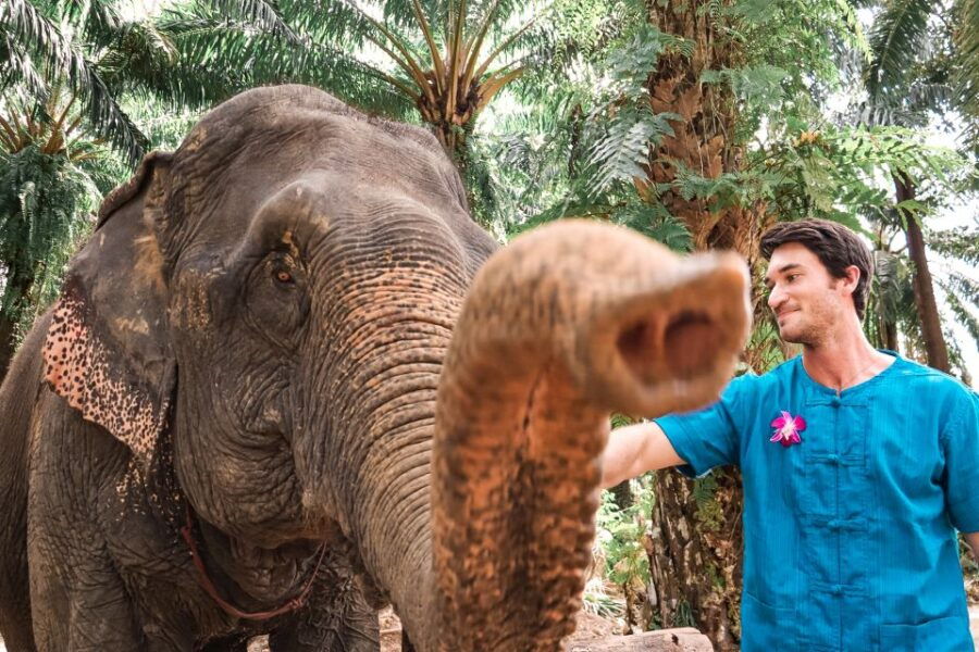 Krabi: Elephant Feeding Program - Program Overview