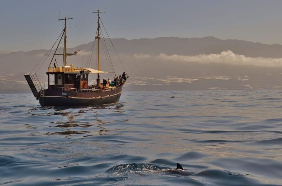 La Palma: Bussard Premium Tour Marine Biology & Nature - Tour Overview and Highlights