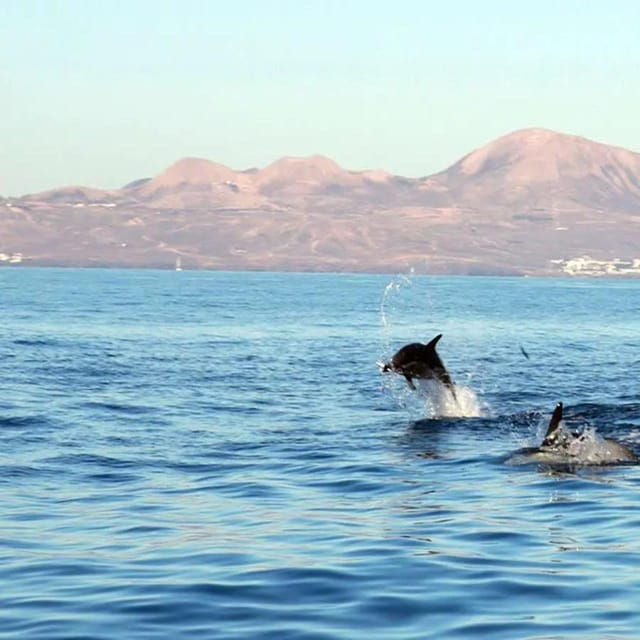 Lanzarote: Dolphin Watching by Speedboat