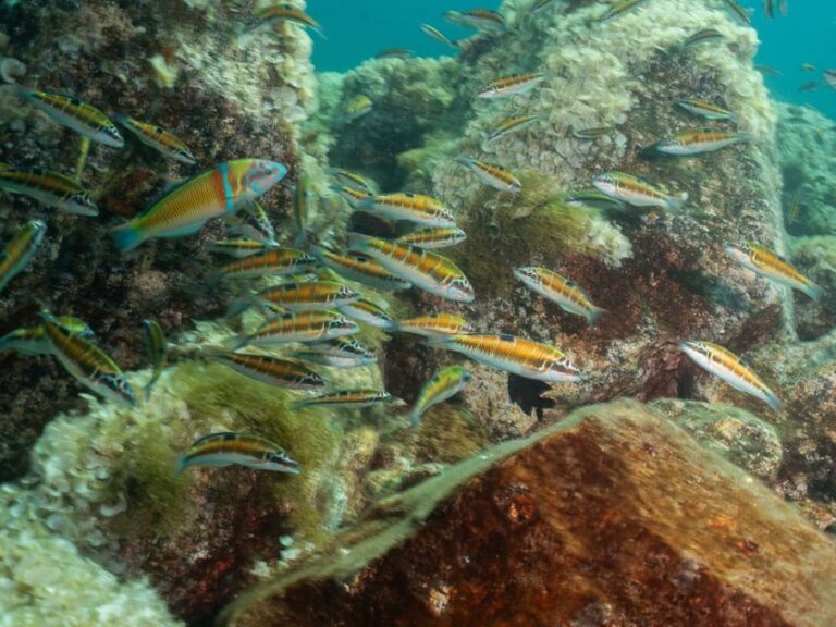 Lanzarote: Scuba Diving Refresher Course