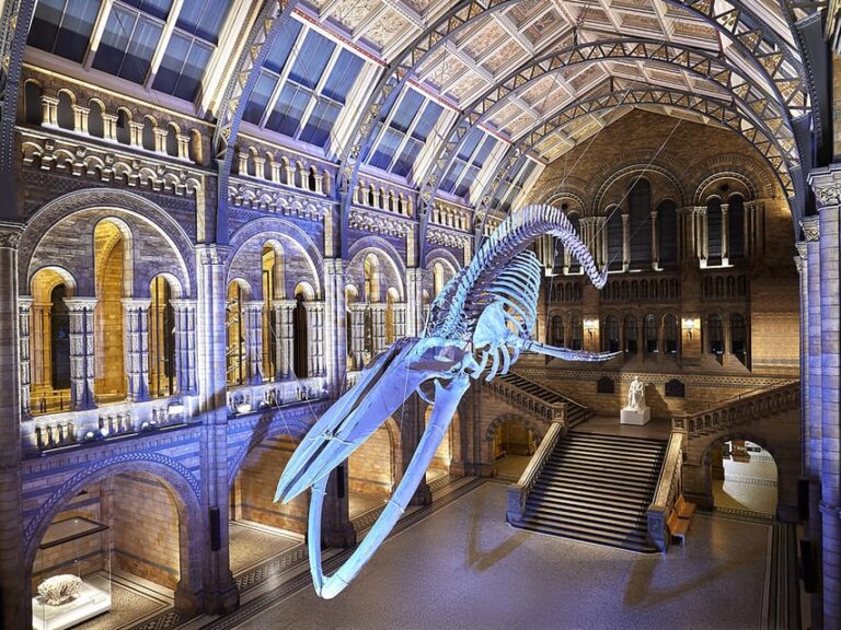 London: Guided Exploration at the Museum of Natural History
