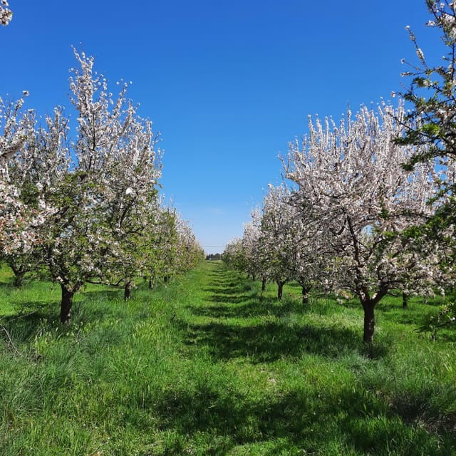 Mallorca: Almond Blossom Minivan Tour With Tasting – GERMAN