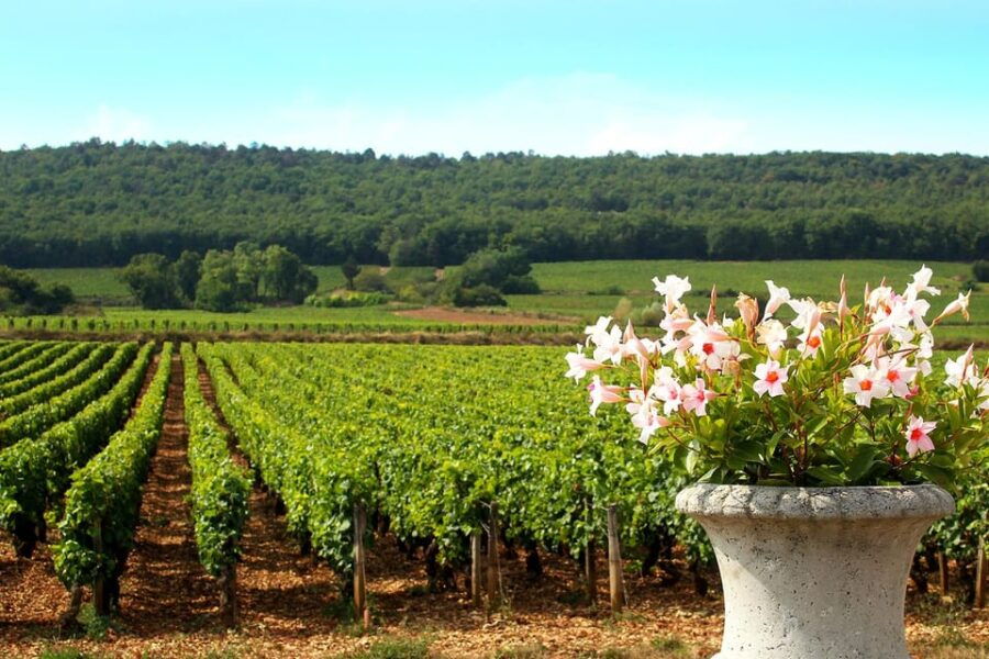 Marne: Champagne Region Private Day Tour With Lunch - Overview of the Champagne Region Tour