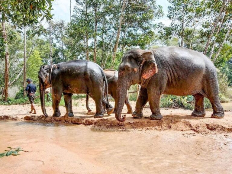 Patong: Ethical Elephant Eco Guide Walk & Forage Tour
