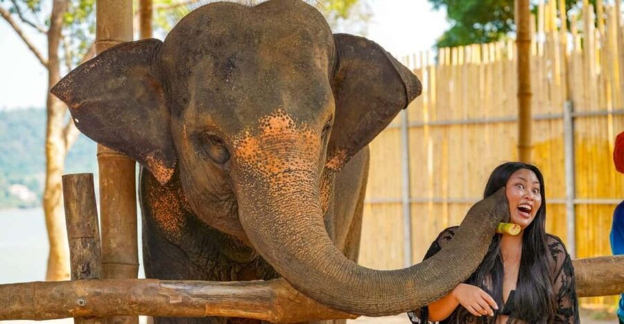 Phuket: Meet Feed & Relax With Elephant - Activity Overview