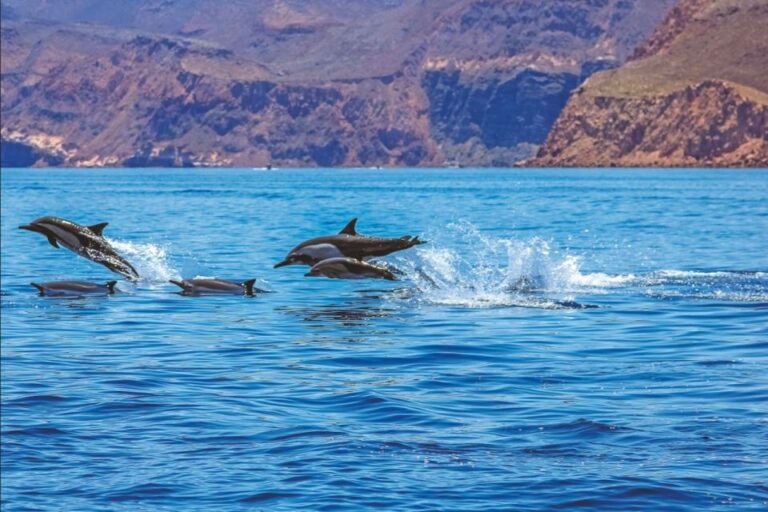 Puerto Rico De Gran Canaria: Premium Dolphin Catamaran Tour