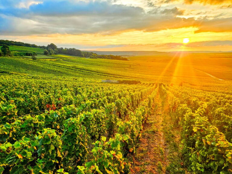 Reims: Veuve Clicquot Tasting Private Tour in Champagne