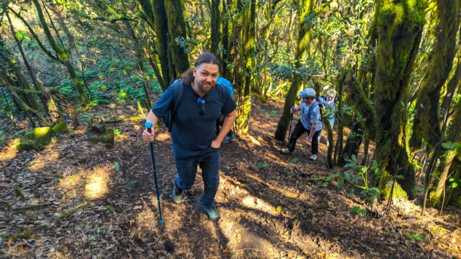 Tenerife: Hiking Tour Above Masca & Enchanted Forest - Tour Overview and Pricing