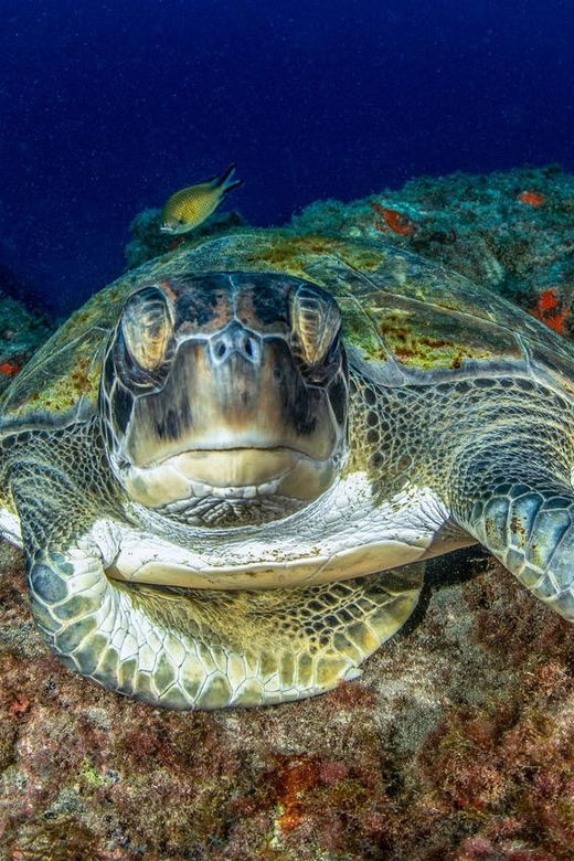 Tenerife: Scuba Diving Experience for Every Level