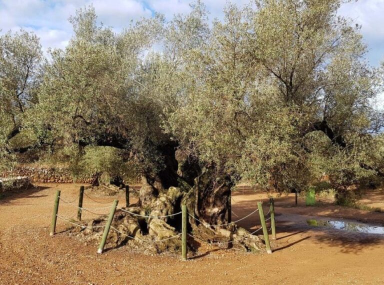 Ulldecona: Guided Tour of the Millenary Olive Trees of Arión