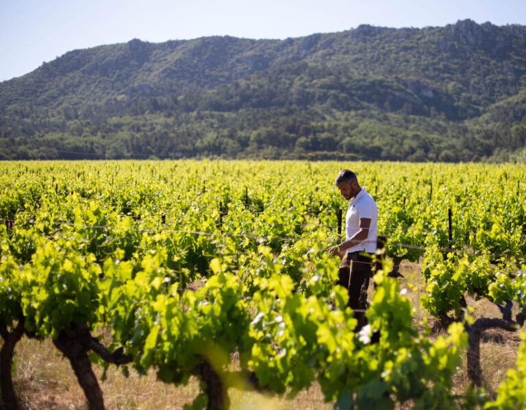 Visit One of Provences Most Modern Wineries at Lescarelle!