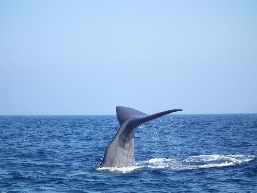 Whale-Watching, Dolphins & Whales From Bandol - Overview of the Whale-Watching Experience