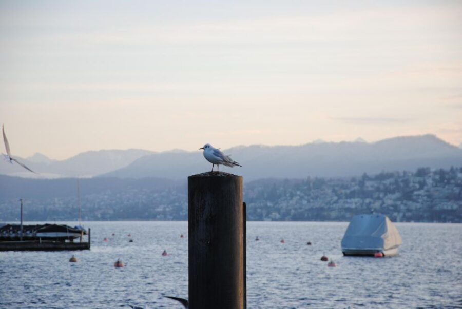 Zurich: 360° City Walk Including Hidden Spots - Zurichs Historic Journey