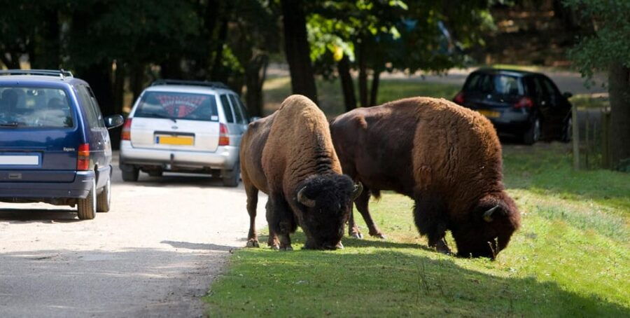 Paris: Thoiry Castle and Safari Park Private Tour - Overview of the Private Tour Experience