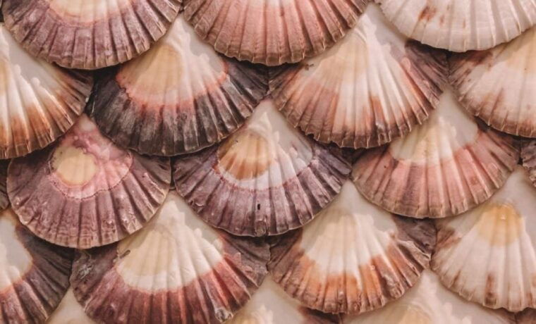 ✅From A Coruña to Rías Baixas: Unforgettable Coastal Wonders - O Grove: Lunch and Wine Tasting