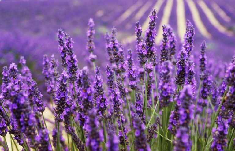 From Aix: Day Trip to Valensole Lavender Fields in Provence