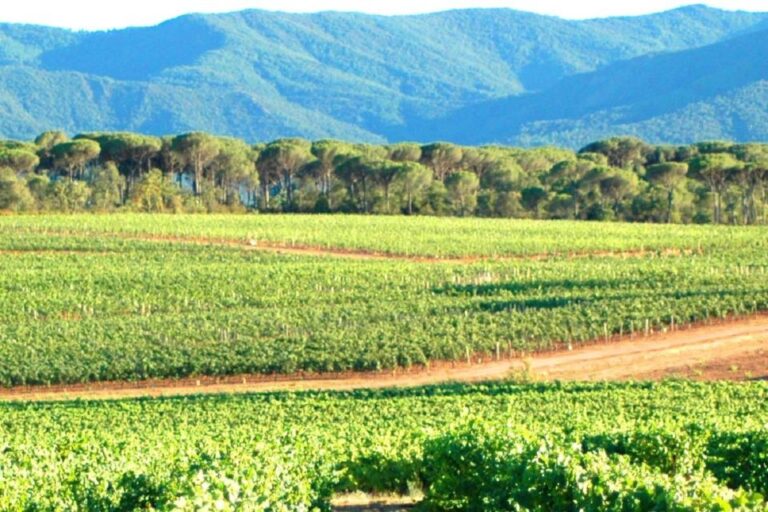 From Aix En Provence: Half-Day Wine Tour in Provence