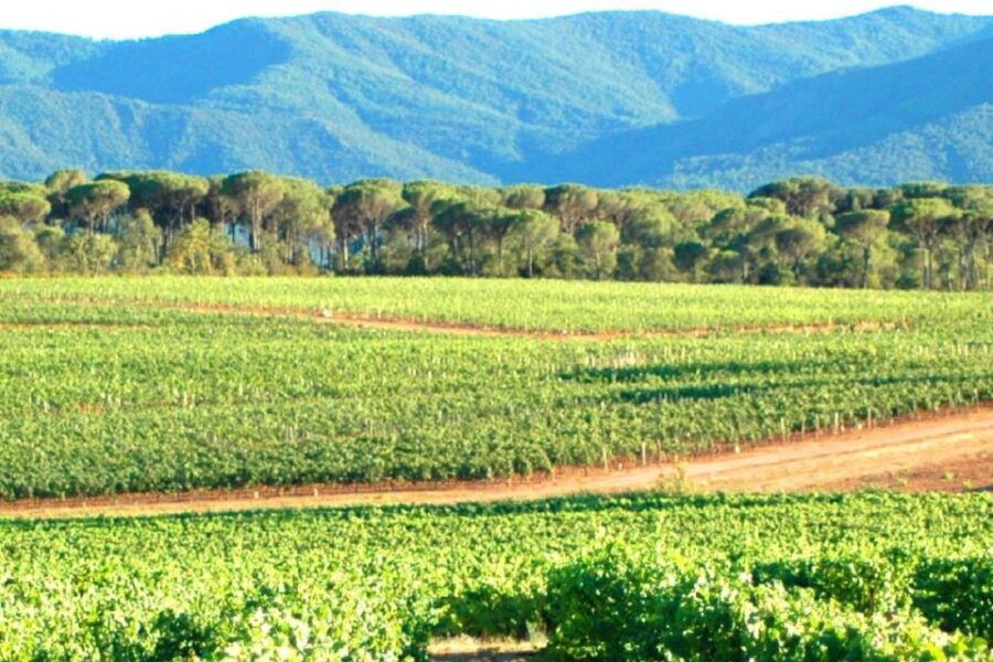 From Aix En Provence: Half-Day Wine Tour in Provence - Overview of the Wine Tour